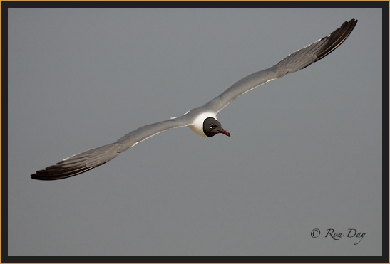 Laughing Gull (Larus atricilla), High Island